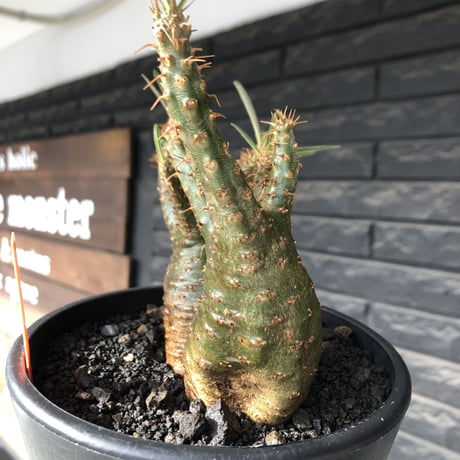 pachypodium gracilius《M size》希少green肌&W-he'd株※現地球発根後店主国内管理2年株※強いgreen肌とぼってり株元な選抜株※mad black pot植え