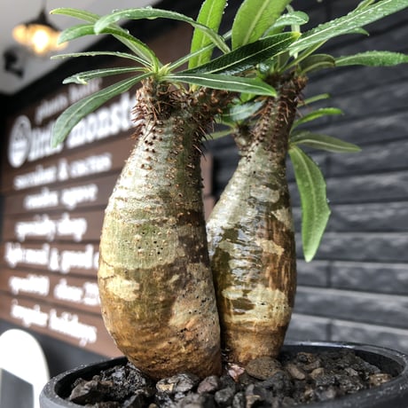 pachypodium gracilius《大きめS size》希少一部green肌&W-he'd株※現地球発根後店主国内管理2年株※霜降り迷彩柄の良樹形株※mad black bowl pot植え
