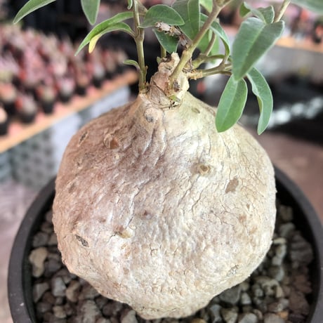 raphionacme zeyheri《M size》希少種※現地球発根済株※店主国内管理5年株※希少性も高く、ぼってり樹形且つ白肌が美しい存在感も抜群な一株※mad black pot植え