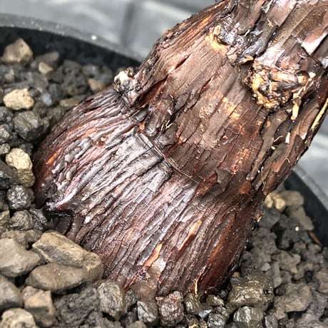mestoklema tuberosum《M size》※現地球発根後店主国内管理4年株※compact且つ絶妙な纏まり良き良樹形‼︎冬季も動く唯一無二な希少灌木※mad black pot植え