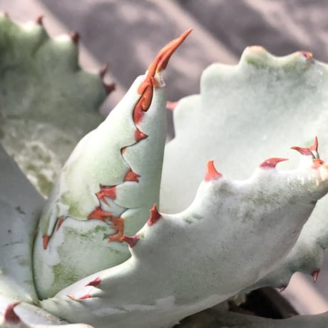 agave  isthmensis《M size》※現地球発根後店主国内管理2年株※weight低く締まり纏まり良き良バランス※mad black pot植え