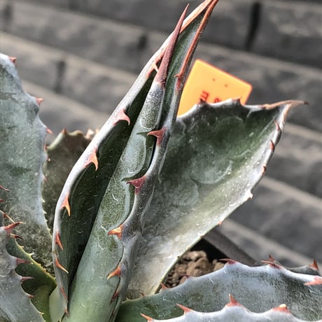 agave montana《M size》※現地球発根後店主国内管理2年株※葉色が濃く渋カッコいい一株‼︎※mad black pot植え