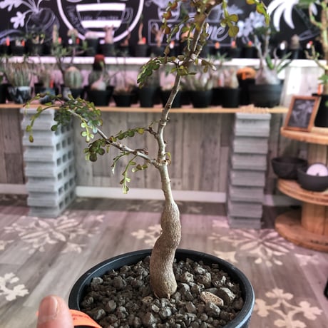 opercullicarya   decaryi  littmon  seed🌱  《4年半株》※大変成長の早い良株&良樹形デカリー‼︎※mad  black  pot植え （限定 1株）