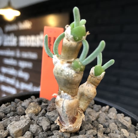 monilaria  pisiformis《大きめS size》※現地球発根後店主国内管理3年株※モニラリア属（激希少最上位種）冬型caudex※mad black bowl pot植え
