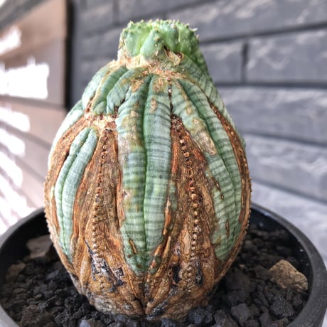 euphorbia obesa  old《L size 》※現地球株発根済※極木質化が進みビンテージ感強き年代物なワイルドオベサ‼︎※mad black bowl pot植え
