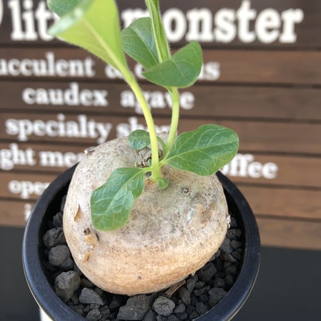pentagonanthus grandiflorus ssp.glabrescens《L size 》※現地球発根後店主国内管理3年株※激希少種‼︎可愛すぎる装い※mad black pot植え