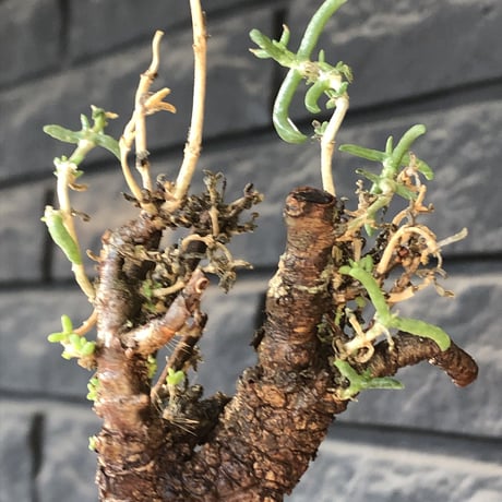 mestoklema tuberosum《L  size》※現地球発根後店主国内管理4年株※より赤肌強き個体となり味深き表皮が堪らなく冬季も動く唯一無二な希少灌木※mad black pot植え