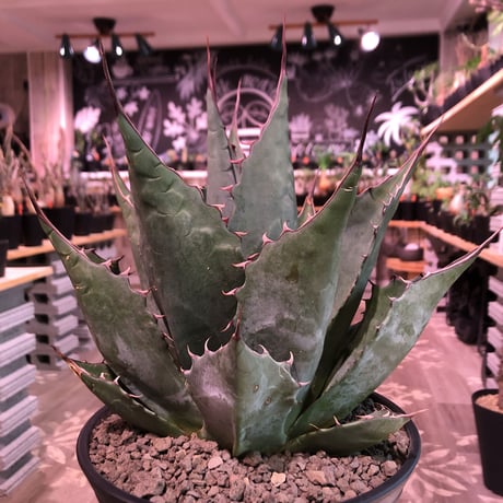 agave     parrasana  globe《大きめL  size》※発根済株※店主国内管理5年株※大変締まり&balance&size感と三拍子揃ったwild極美株※浅鉢植え