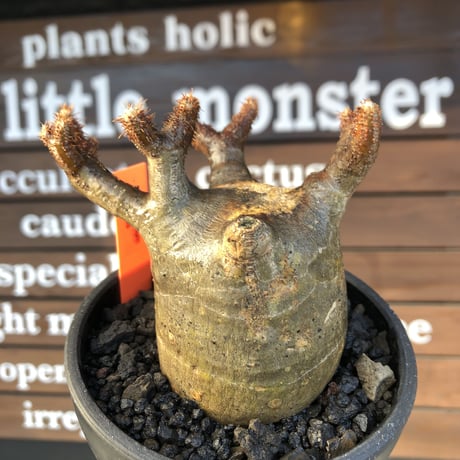 pachypodium  gracilius《小さめM size》極短枝＆現地焼け株※現地球発根済株※店主国内管理2年株※大変ぼってり樹形且つ枝振りも良き一株※mad black pot植え