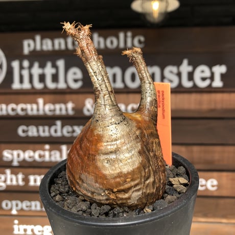 pachypodium  gracilius《小さめM size》赤肌※現地球発根済株※店主国内管理3年株※大変ぼってり樹形且つ極赤肌な一株‼︎※mad black pot植え