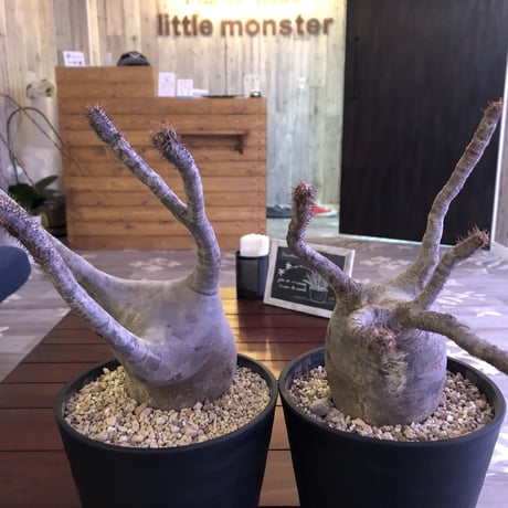 packypodium    gracilius《LL size》※現地球株  ※発根済み株