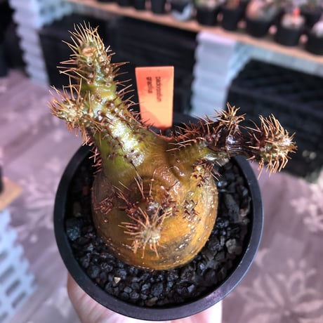pachypodium  gracilius《小さめM size》※現地球発根済株※店主国内管理3年株※希少green &赤肌のアシンメトリーカラーなwild株‼︎※mad black pot植え
