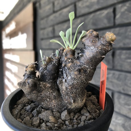 othonna  euphorbioides《大きめM size》※現地球発根後店主国内管理3年株※低重心weight低くボコボコ立体枝振り&極太株元も堪らない※mad black pot植え