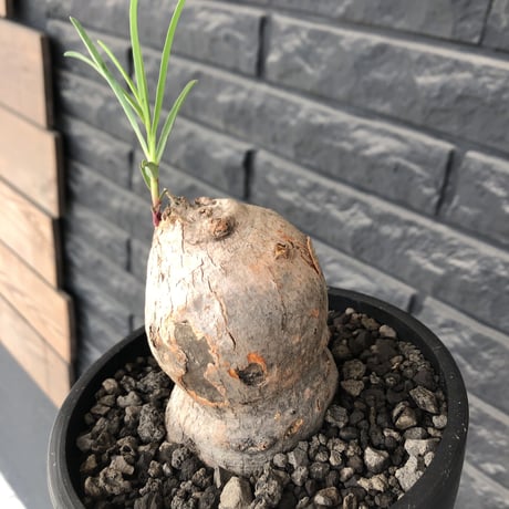 euphorbia trichadenia《LL size》※現地球株発根済※驚愕‼︎極めて荒々しくwildならしからぬ出立ちが堪らない両A面な大株※mad black bowl pot植え