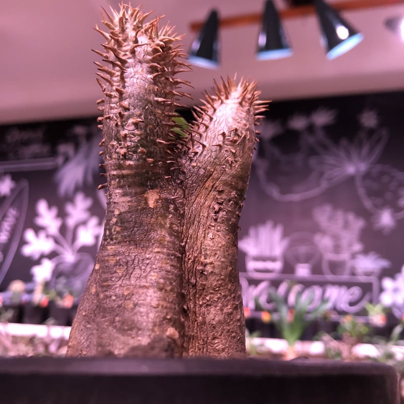 希少 エニグマティクム多頭 現地球 パキポディウムエニグマティクム