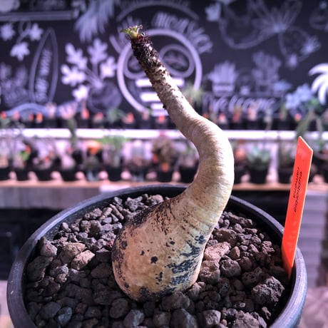 euphorbia ramena《M size》※ぽっこりwild表皮の塊根を持ち絶妙な捻くれ加減が堪らないリトモン激推しラメナ‼︎希少南アフリカ物※mad black bowl pot植え