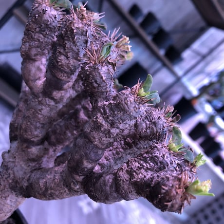 euphorbia     gullaumniana《M size》