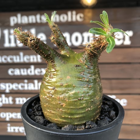 packypodium  gracilius《小さめM size》希少‼︎極green肌※現地球発根済株※店主国内管理4年株※大変ぼってり樹形且つ極green肌株※mad black pot植え