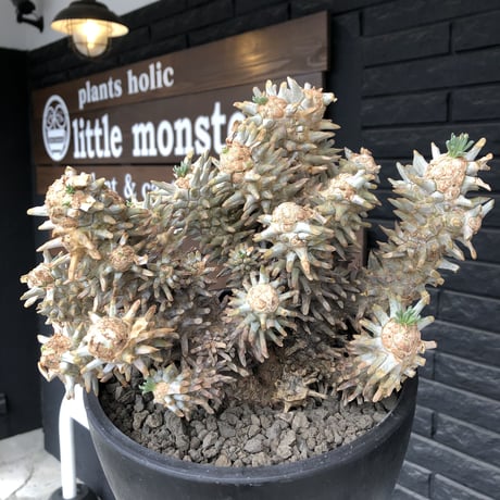 tylecodon wallichii（LL size）※現地球発根済※発根後店主国内管理8年株※ヤバい程の枝振り‼︎weight極めて低い良樹形驚愕ワリチー※mad black bowl pot植え