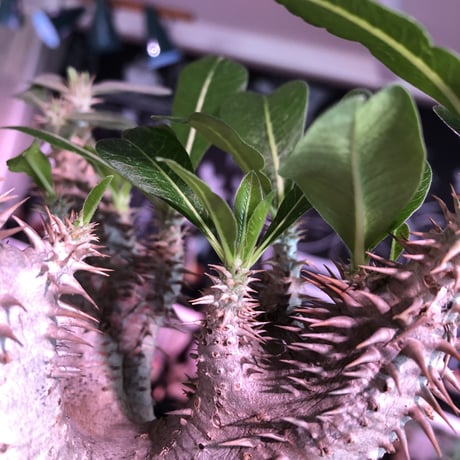 packypodium  cactipes 《M  size》※現地球発根済株※店主国内管理4年株※カクチらしい肌質とcolorそして管理長き良樹形株‼︎※mad black pot植え