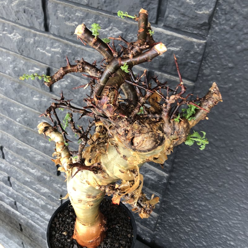 commiphora eminii《LL size》※現地球発根後店主国内管理6年株※極太幹を
