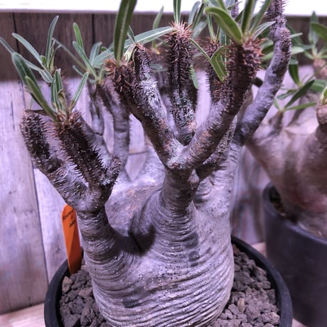 packypodium   gracilius