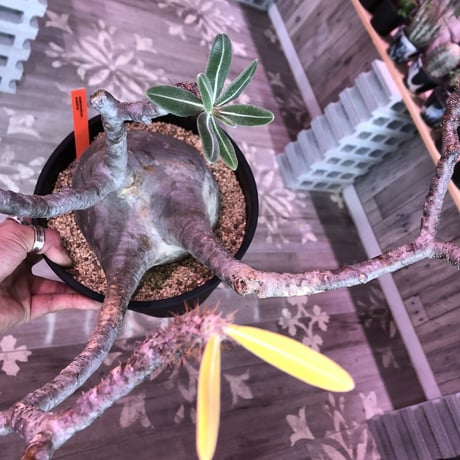 packypodium  gracilius《L L size》※現地球発根済み株‼︎ ※捻くれ枝がwildなでっぷりbigグラキ※令和二年記念‼︎リトモン驚愕株🤩No.④