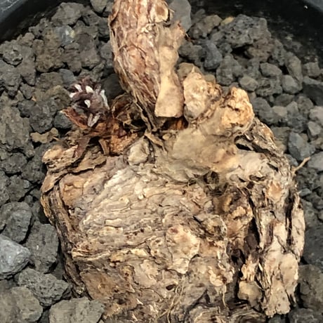 pelargonium  lobatum《L size》※現地球株発根済※丸みが強く大振りサイズながら大変整った一株‼︎※black pot植え