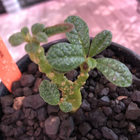 希少 dorstenia   gigas《S size》littmon  seed🌱　※少し捻くれた幹が愛くるしく今シーズンの成長が楽しみな一株‼︎※mad black bowl pot植え