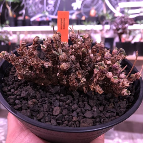 monilaria   pisiformis《M size》激希少群生株   ※冬型caudex‼︎　※浅鉢植え