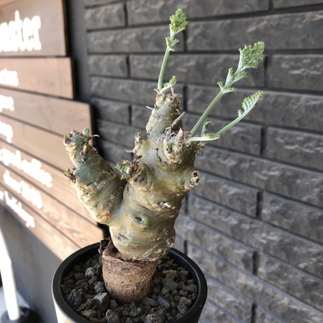 pelargonium carnosum《L size》極太幹&エグレ株※現地球発根後店主国内管理6年株※極太幹且つボコボコ感が大変wildな冬型種‼︎※mad black pot植え
