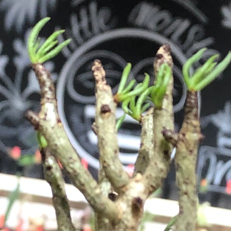 tylecodon buchholzianus《S size》※現地球株発根済※コンパクトで良樹形balanceなかわいい一株※black pot植え