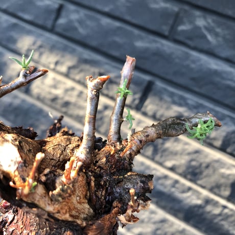 mestoklema tuberosum《大きめLLsize》極太大株※現地球発根後店主国内管理8年株※反り立つ壁的な圧倒的威圧感を持つ一株※mad brown marble bowl pot植え