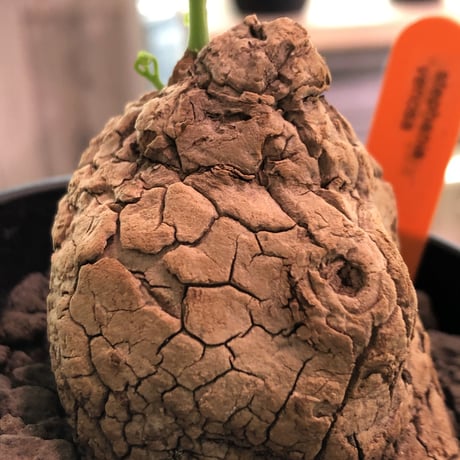 stephania   venosa