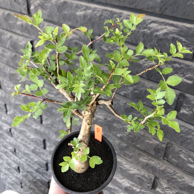 bursera fagaroides《L size》※現地球発根後店主管理6年株※成熟しメク