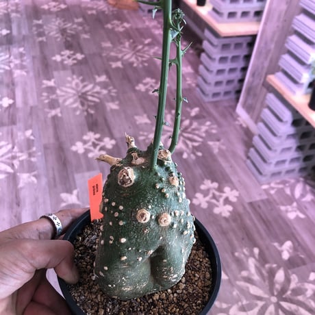 adenia   globosa《M  size》