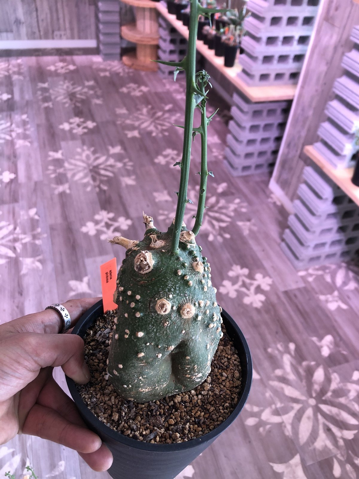 美株 アデニア グロボーサ24200 アデニアグロボーサ | STORES