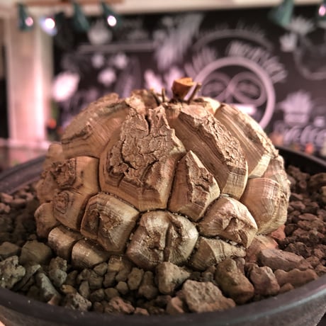 dioscorea elephantipes アフリカ亀甲竜《大きめM size》※今後輸入が厳しい南アフリカ物‼︎現地球株らしい切れ目立体樹形の大きなwild亀さん‼︎※浅鉢植え　※限定2株