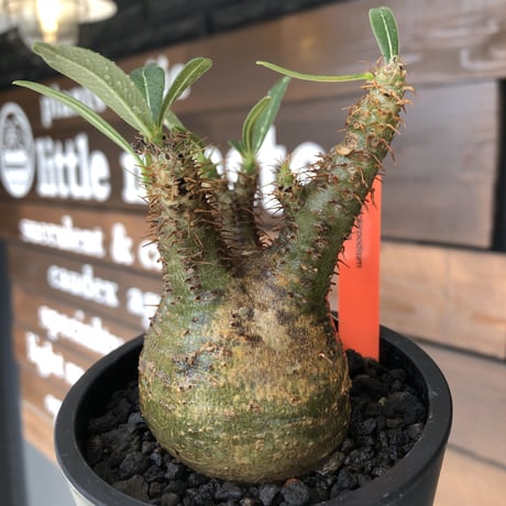 pachypodium  gracilius《大きめS size》希少‼︎green肌＆現地焼け株※現地球発根済株※店主国内管理2年株※球体よりの丸み強き良樹形※mad black pot植え