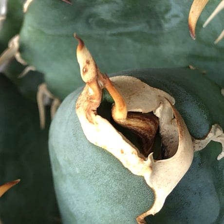 agave titanota  白鯨強棘陽炎bowl type《L size》※現地球株発根済※ウネウネ最高の鋸歯に幅広肉厚ボウルタイプ※black bowl pot植え
