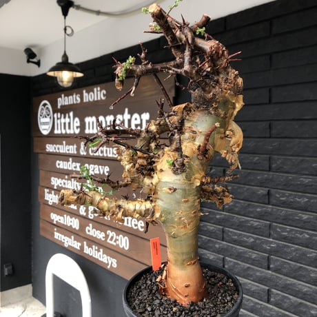 commiphora eminii《LL size》※現地球発根後店主国内管理6年株※極太幹を持つ激wildな出立ちが堪らない‼︎※mad black tall pot植え