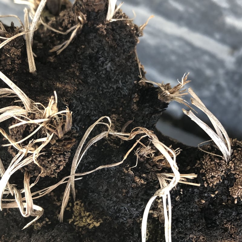 xerophyta trichophylla《S size》※現地球発根後店主国内管理2年株※