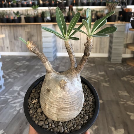 packypodium  gracilius 白肌まん丸《M size》  現地球  発根済み株  （限定1株）mad  black  pot植え