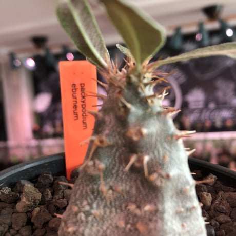 packypodium  eburneum《S size》※現地球発根済株※かわいいサイズ感で個体差としてツル肌の子‼︎輸入株らしい装い‼︎※mad  black  bowl pot植え