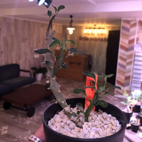 ceropegia  bosseri《M size》