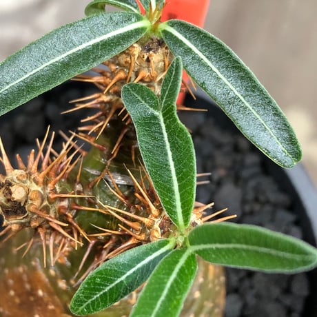 pachypodium gracilius《大きめS size》※現地球株発根済※チャームポイント的現地焼け＆極green肌を兼ね備えた良樹形株‼︎※black bowl pot植え
