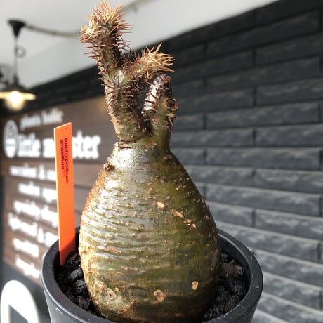 pachypodium gracilius《小さめM size》※希少‼︎極green肌ぼってり樹形※現地球発根後店主国内管理4年株※カラーも樹形も堪らない一株※mad black pot植え