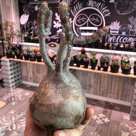 packypodium    gracilius《L size》輸入後間もないまん丸新鮮株🌵vo⑦  限定2株