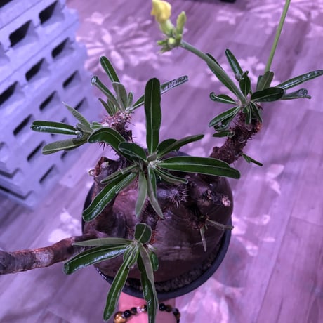 packypodium  gracilius《L size》W-he'd株※現地球発根済株※店主国内管理7年株※極バランス‼︎管理長きmad質な渋い奴※mad black bowl pot植え