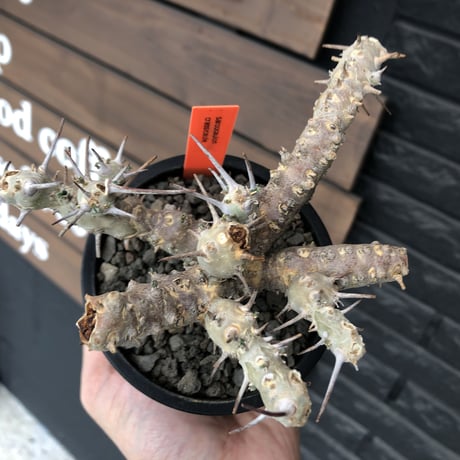 sarcocaulon crassicaule《M  size》※現地球発根済株※店主国内管理2年株※個体差でより鋭い赤味ある強刺に縮れ葉＆白花のギャップ萌えする良樹形※mad black pot植え